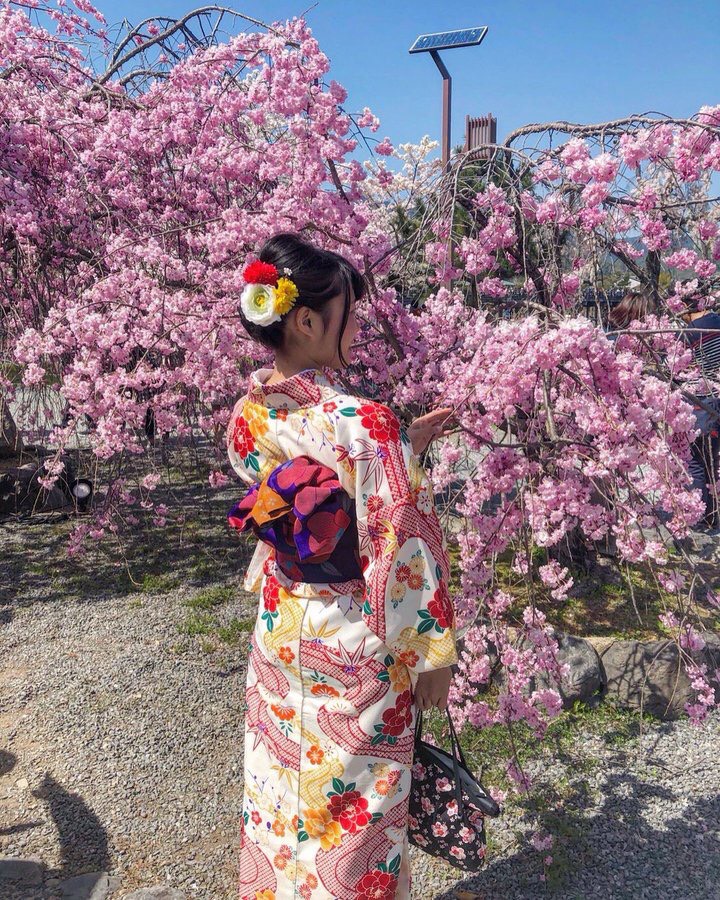 仁和寺の桜は今からが満開です♪