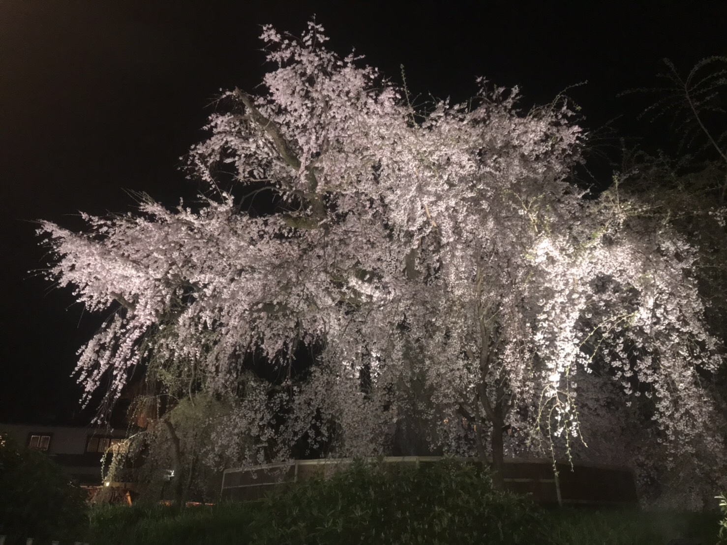 夜桜ライトアップ最終日!